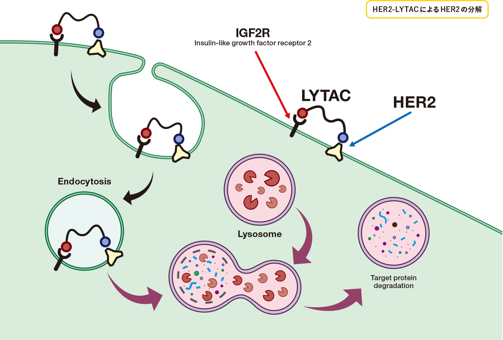 HER2-LYTACによるHER2の分解
