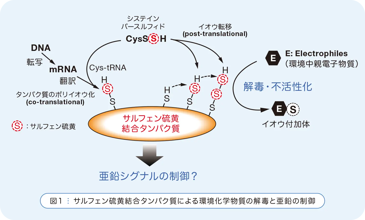 図1:サルフェン硫黄結合タンパク質による環境化学物質の解毒と亜鉛の制御
