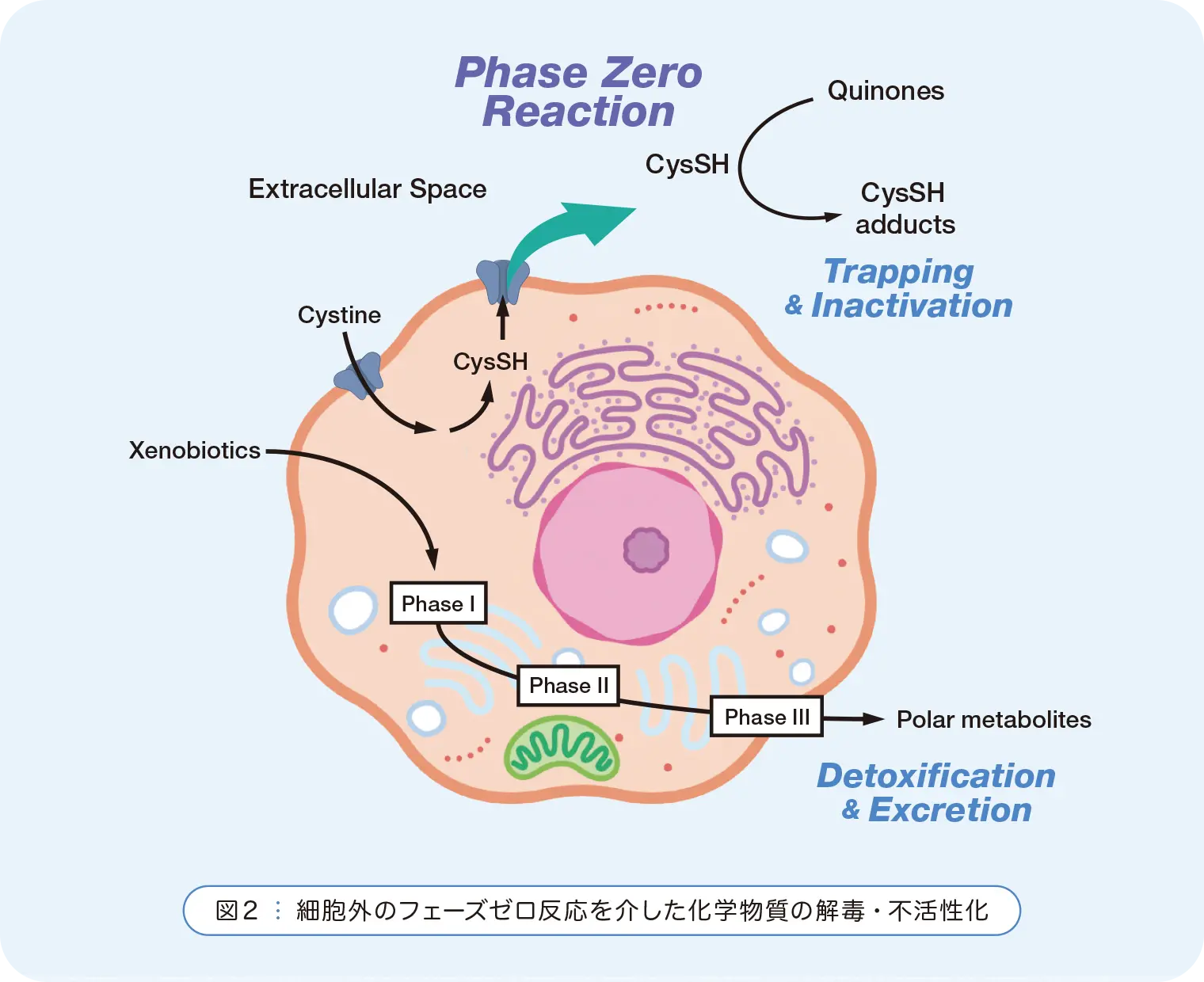 図2:細胞外のフェーズゼロ反応を介した化学物質の解毒・不活性化