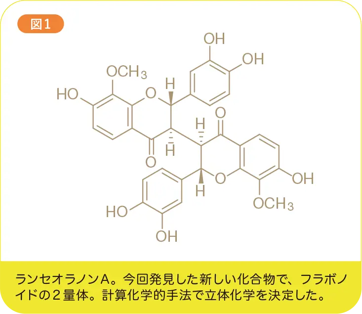 ランセオラノンA。今回発見した新しい化合物で、フラボノイドの2量体。計算化学的手法で立体化学を決定した。
