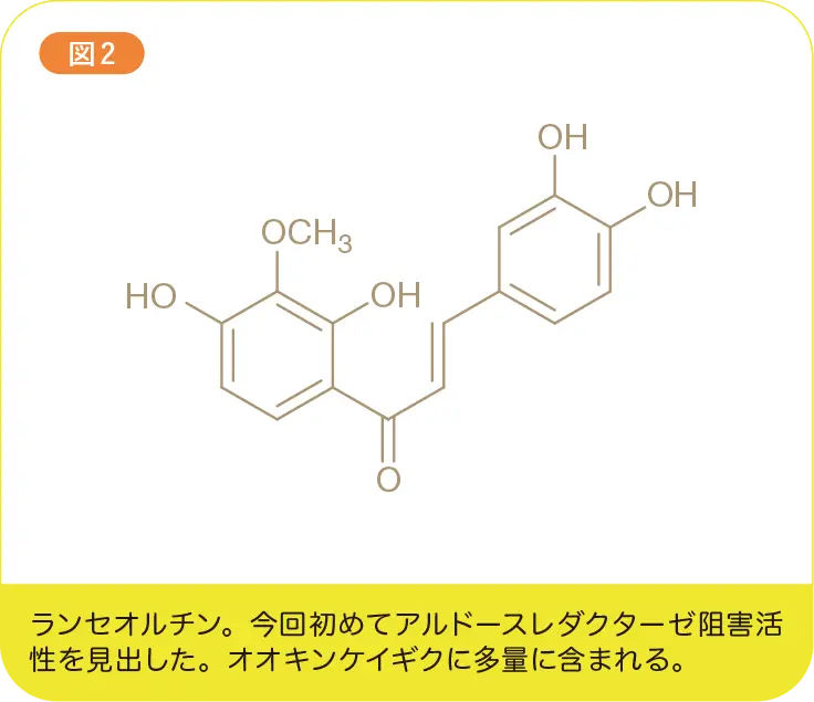 ランセオルチン。今回初めてアルドースレダクターゼ阻害活性を見出した。オオキンケイギクに多量に含まれる。