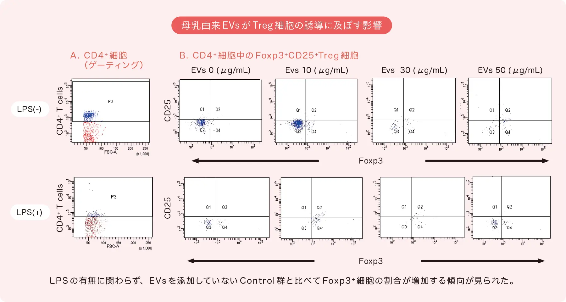 母乳由来EVsがTreg細胞の誘導に及ぼす影響